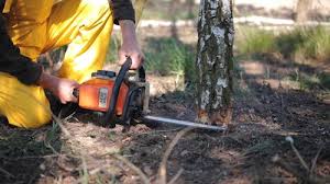 Best Lawn Disease Treatment  in Lower Lake, CA