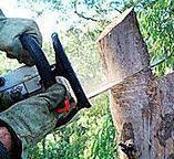 Best Arborist Consultation Services  in Lower Lake, CA