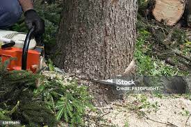 Best Leaf Removal  in Lower Lake, CA