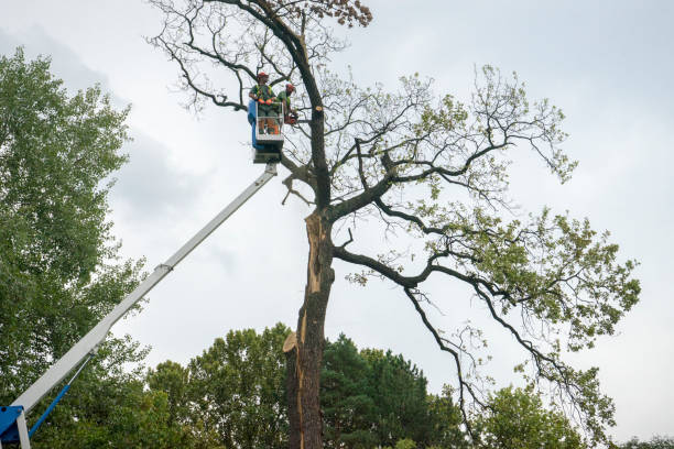 Best Tree Preservation Services  in Lower Lake, CA