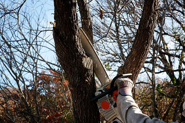 Best Tree and Shrub Care  in Lower Lake, CA