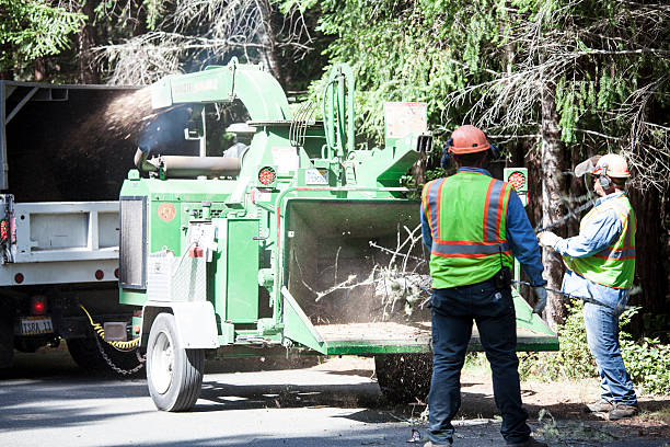 Best Tree Maintenance Programs  in Lower Lake, CA