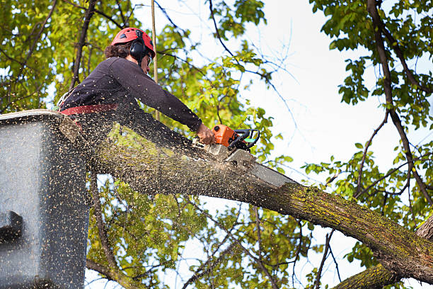 How Our Tree Care Process Works  in  Lower Lake, CA