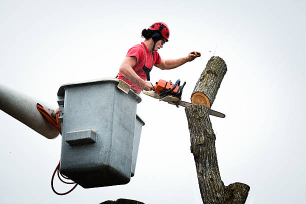 Best Fruit Tree Pruning  in Lower Lake, CA