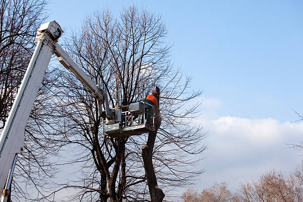 Best Commercial Tree Services  in Lower Lake, CA