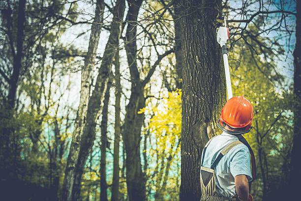 Best Tree Mulching  in Lower Lake, CA