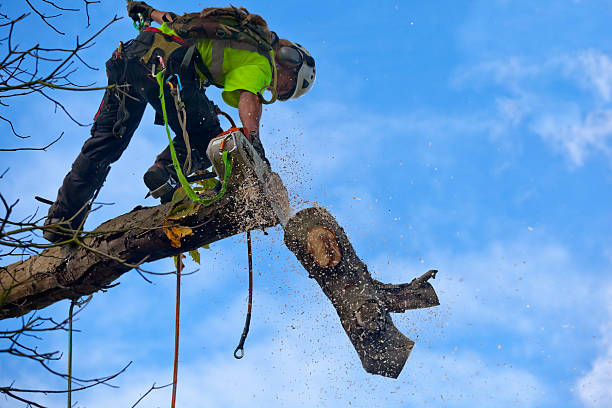 Best Lawn Renovation and Restoration  in Lower Lake, CA